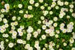 blooming dasies