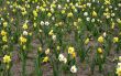 jonquil field
