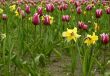 tulips and daffodils