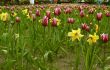 tulips and daffodils