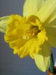 daffodil
