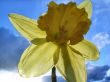 daffodil