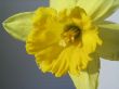 yellow daffodil