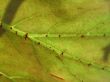leaf background
