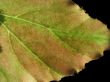 leaf on black