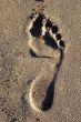 Footprint