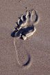 Footprint