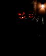Pumpkins on the Stoop on Halloween