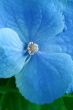 Beauty blue flower