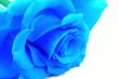 Blue rose