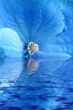 Blue flower in water