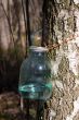 Birch sap