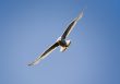 seagull in flight
