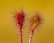 Sundew