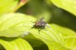 The fly among foliage