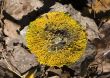 Round lichen