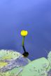 Lonely flower in a blue water