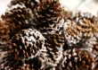 Pine cones