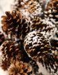 Pine cones