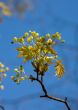 Spring maple close-up