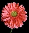 Pink Gerbera Close-up