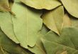 bay leaves close-up #2