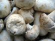 meadow mushrooms