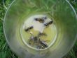 wasps