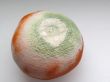 moldy mandarin