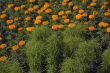 marigolds