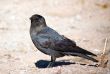 jackdaw