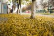 Yellow autumn foliage
