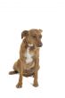 crossbreed dog