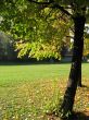 A tree in autumn park