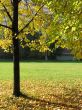 A tree in autumn park