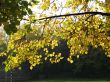 A frond in autumn park