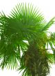 leaves of palm tree