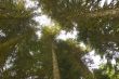 crowns of high trees