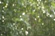 drops of a rain illuminated by a sunlight