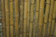 bamboo barrels
