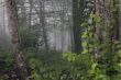 misty fog in forest