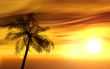 single palm