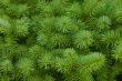 green prickly branches