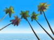 palms on an exotic tropical beach