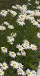 family of camomiles