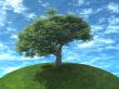 tree on earth