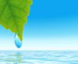 green leaf with the drop