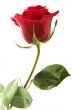 flowering rose