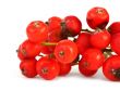 macro of rowan berries