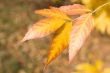Yellow leafs